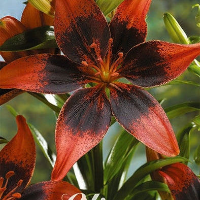 Asiatlilje - Lilium Asiatic Strawberry Event NYHET 2-pak
